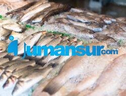 Budidaya Ikan Patin: Tips dan Panduan Lengkap untuk Pemula