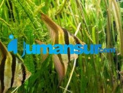 Budidaya Ikan Gurami: Panduan Lengkap untuk Pemula