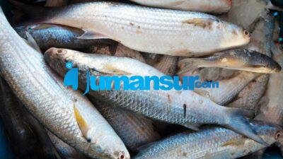 Budidaya Ikan Koki: Panduan Lengkap untuk Pemula