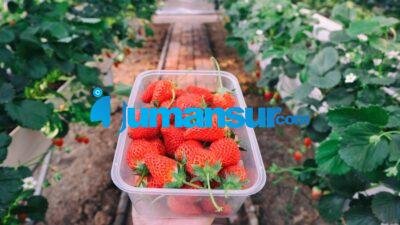 Cara Budidaya Strawberry: Tips Menanam Buah Segar di Halaman Rumah
